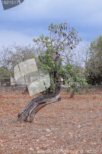 Image of carob tree Ceratonia siliqua outside in summer