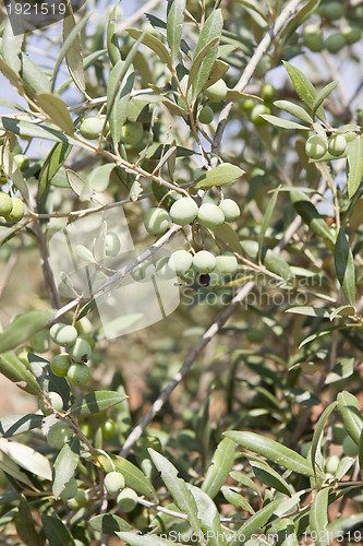 Image of olive plants in summer on olive plantation