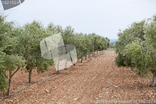 Image of olive plants in summer on olive plantation