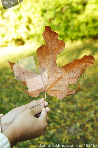 Image of Autumn leaf