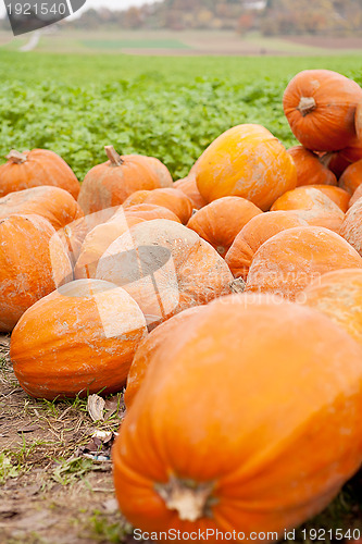 Image of orange yellow pumpkin outdoor in autumn