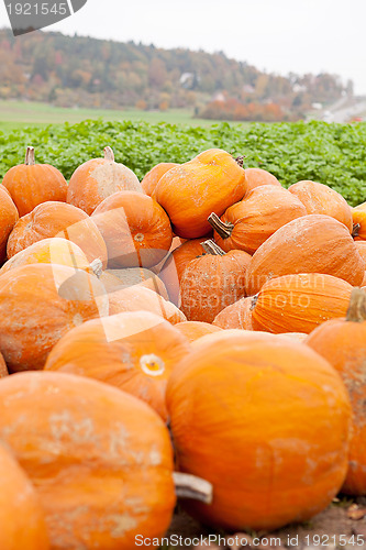 Image of orange yellow pumpkin outdoor in autumn