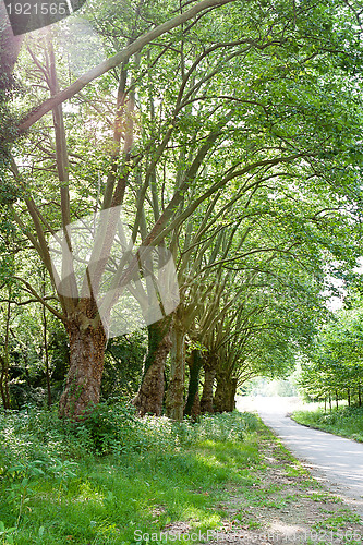 Image of road in forest with green trees in summer