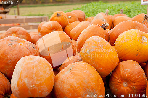 Image of orange yellow pumpkin outdoor in autumn