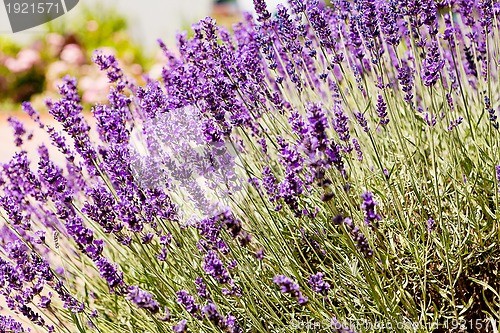 Image of beautiful lavender flowers outside in summer