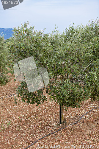 Image of olive plants in summer on olive plantation