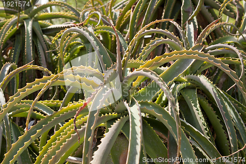 Image of aloe vera cactus succulent plant outdoor