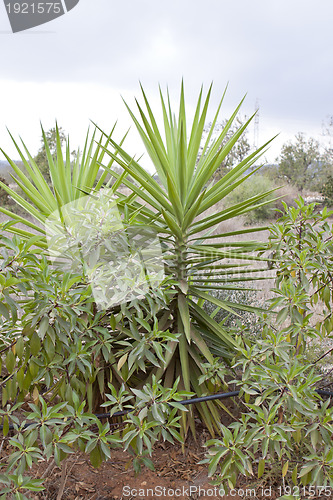 Image of green palm in tropical landscape in summer