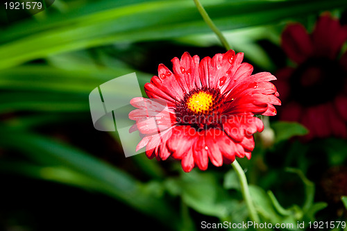 Image of beautiful red gerbera flower in summer