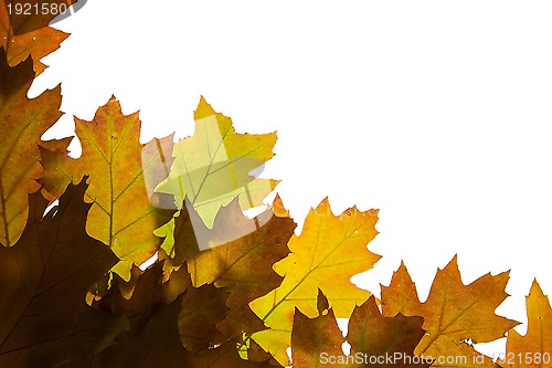 Image of Autumn leaves background