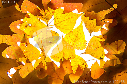 Image of Autumn leaves background