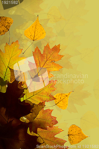 Image of Autumn leaves background