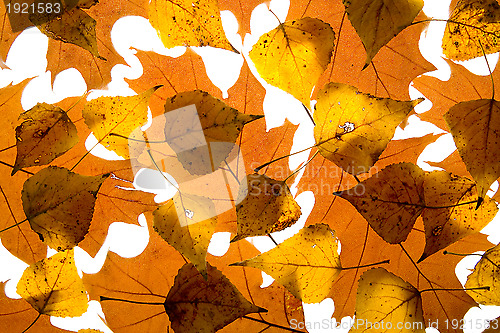 Image of Autumn leaves background