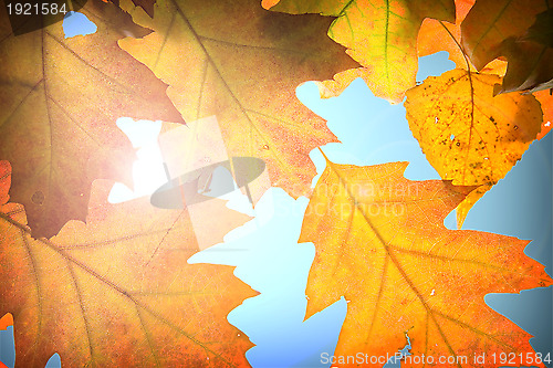 Image of Autumn leaves background