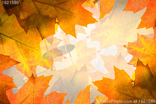 Image of Autumn leaves background