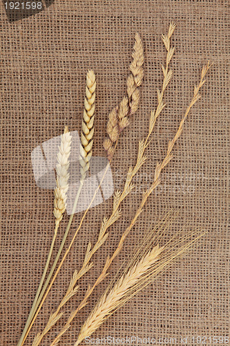 Image of Dried Grasses 