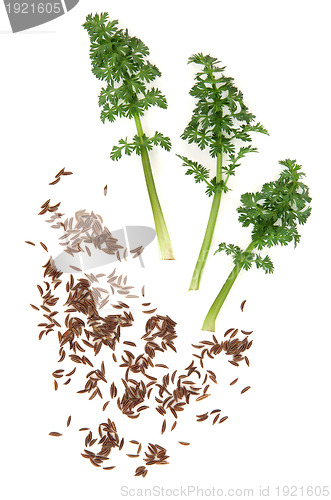 Image of Caraway Seed and Leaf Sprigs