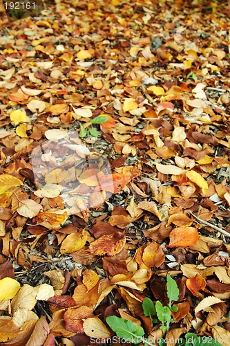 Image of Autumn leaves