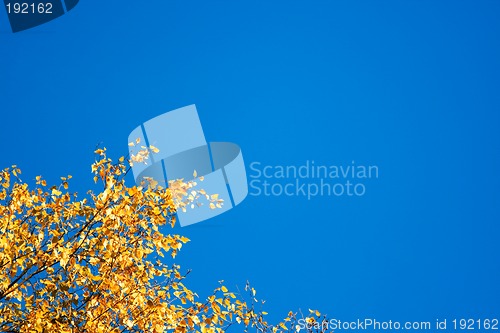 Image of Yellow leaves