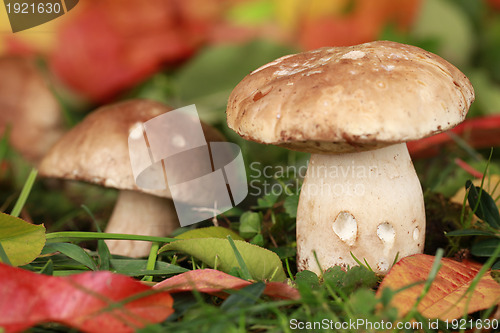 Image of Porcini mushrooms