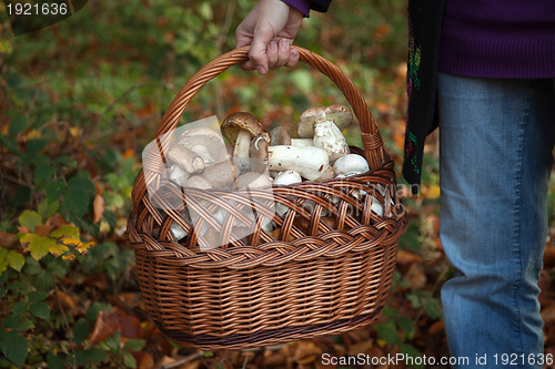 Image of Collecting mushrooms