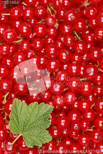 Image of Fresh red currants