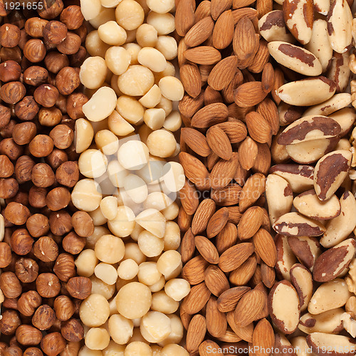 Image of Collection of nuts