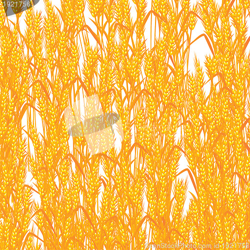 Image of Wheat summer background