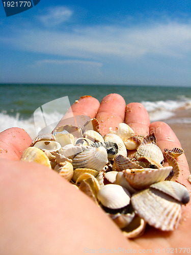 Image of Hand with cockleshells