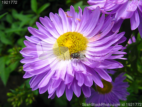 Image of The fly on the blue aster