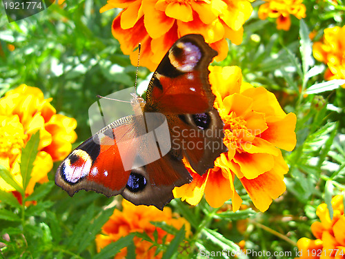 Image of butterfly of peacock eye sitting on the tagetes