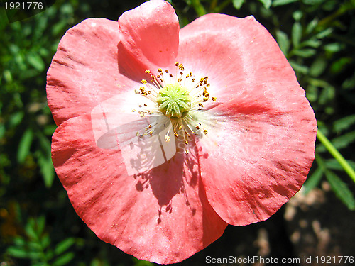 Image of beautiful red flower