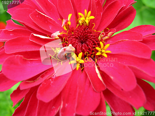 Image of Red and fine zinnia