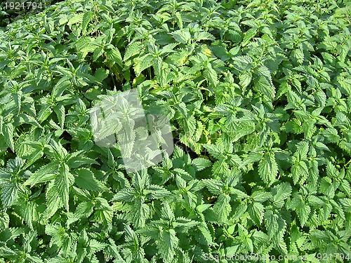 Image of undergrowth of cruel nettle