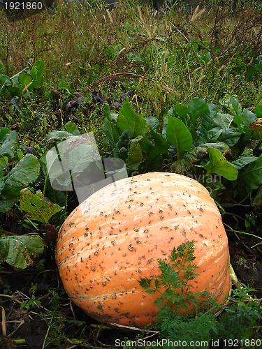 Image of The greater red pumpkin on a kitchen garden