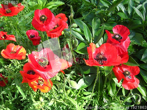 Image of The beautiful flowers of a poppy