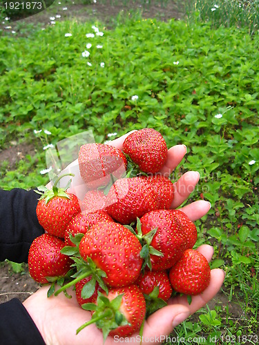 Image of Palms full of strawberries