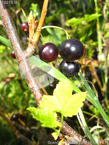 Image of Berries of a black currant