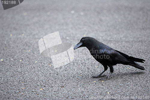 Image of The crow