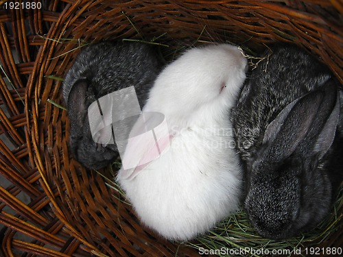 Image of brood of the rabbits