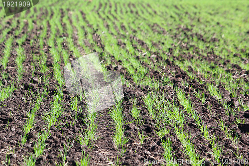 Image of Field with a little sprouts