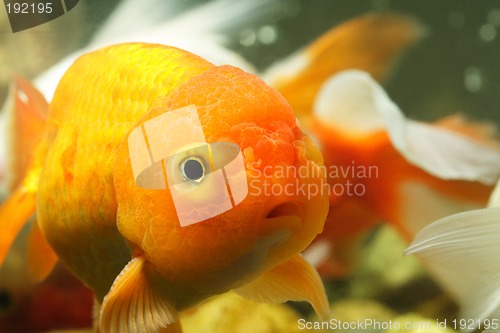 Image of Lion head goldfish