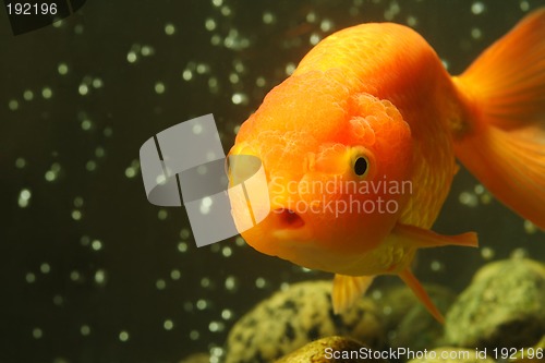 Image of Lion head goldfish