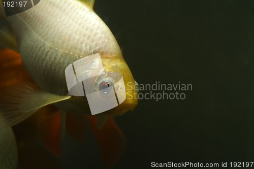 Image of Goldfish