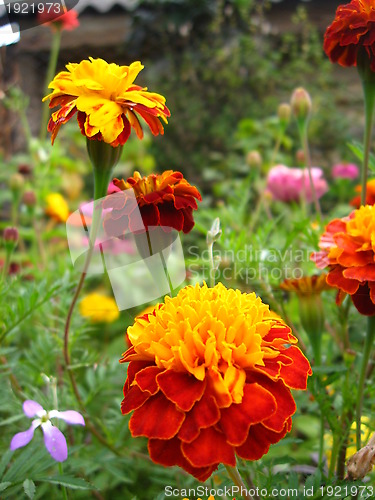 Image of A beautiful flowers of tagetes