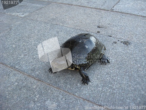 Image of A small turtle