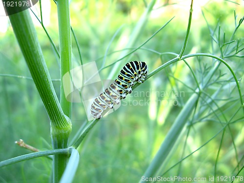 Image of Caterpillar of the butterfly  machaon on the stone
