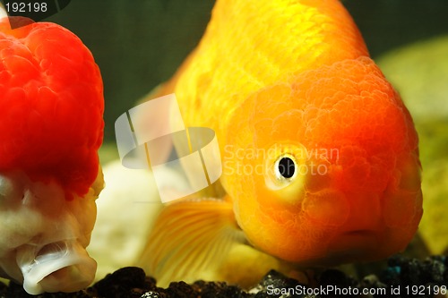 Image of Lion head goldfish