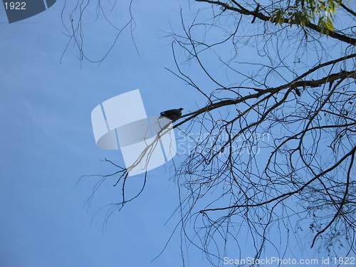 Image of Trees in the sky