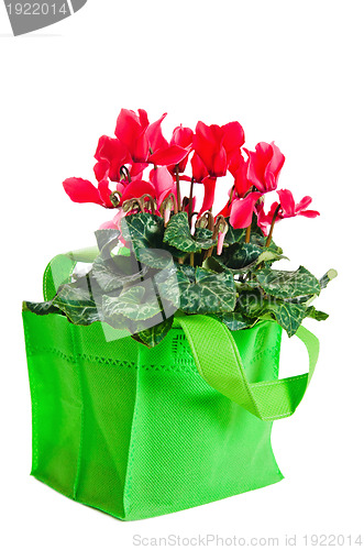 Image of Detail of red and white cyclamen isolated on white background